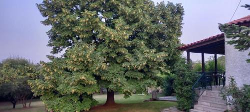 Peraia House | Lidden tree cottage