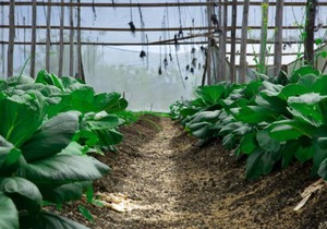 FO-10 Finca Oasis - Rest, Disconnect, Reconnect