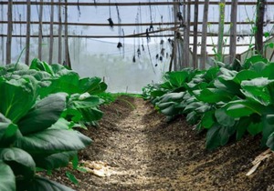 FO-28 Finca Oasis - Rest, Disconnect, Reconnect