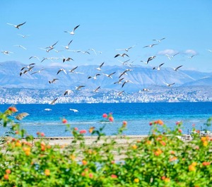 Louvros Sidari Corfu 