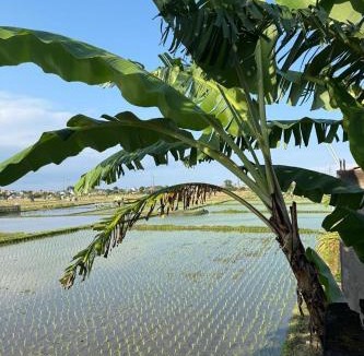 Renon Hostel | Bali Eco Living Yoga Healing Meditation and Retreat Center