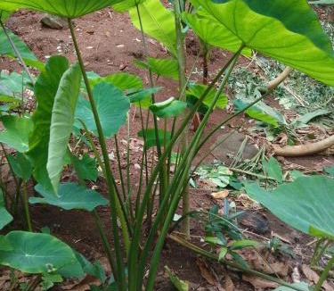 Nunue Other | Camping Nature Bora