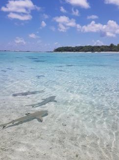 Rangiroa Bed & Breakfast | Chez Taia