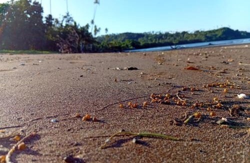 Taveuni Island East House | Emma's Homestay Explorer
