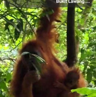 Bohorok Hotel | ETALAUSER Jungle Gate EcoResort Bukit Lawang