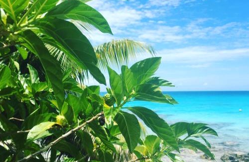 Rangiroa House | LE FARE BLEU Chambres d'hôtes climatisées en bord de lagon à Tiputa Rangiroa - vélos gratuits et snorkeling
