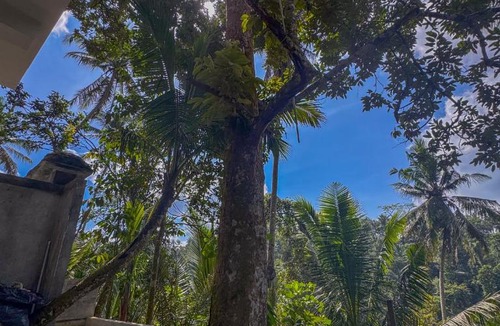 Kelusa Hotel | Made Punia's Hidden Jungle Ubud