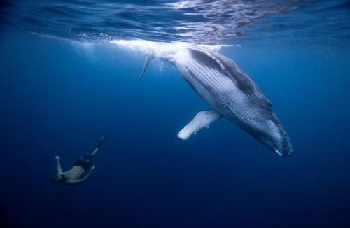 Vaira'o Hostel | Maui Homestay Vue Océan Exceptionnelle & Baleines en Saison