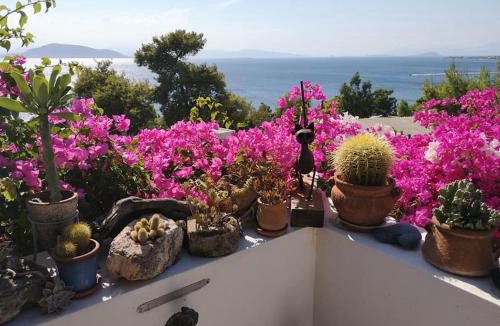 Kontos House | Narcissus