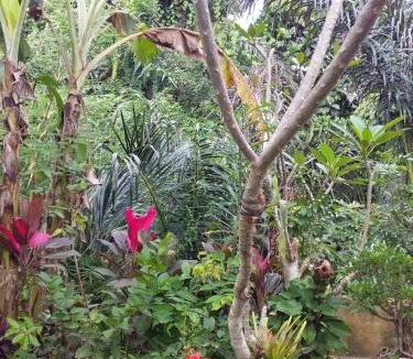 Ubud House | Suweta46 House