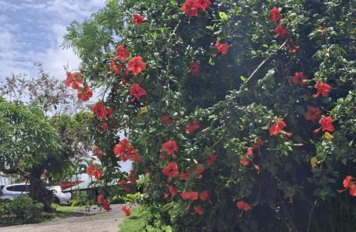 Tavua Hotel | Tavua Hotel Ismail Investments