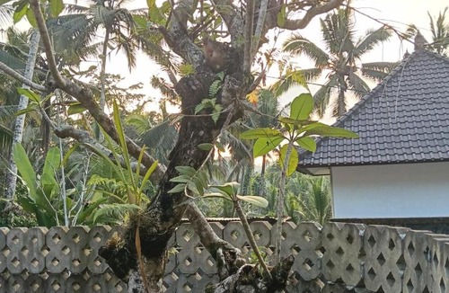 Bongkasa Pertiwi Villa | villa joglo