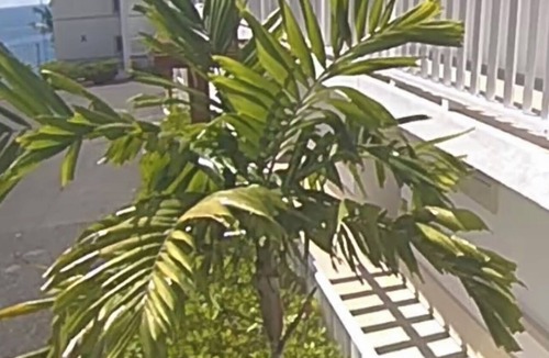 Samana Apartment | Wake Up At Paradise