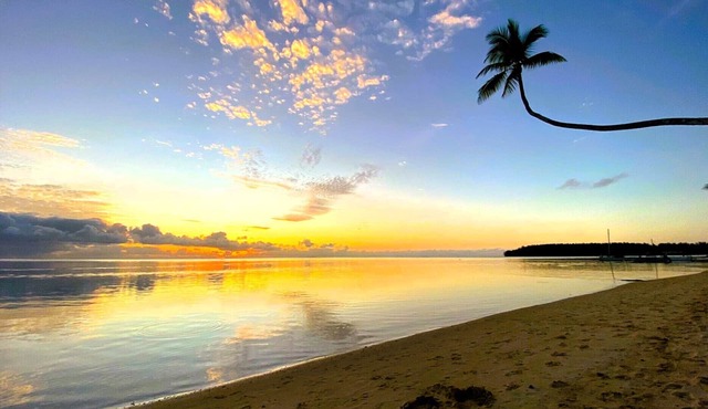MOOREA - Tropical N'est