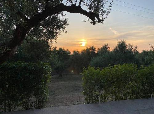 Rustic- Chic Villa in a Private Olive Grove - Filiatra