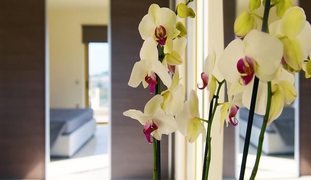Stelia Luxury Apartments