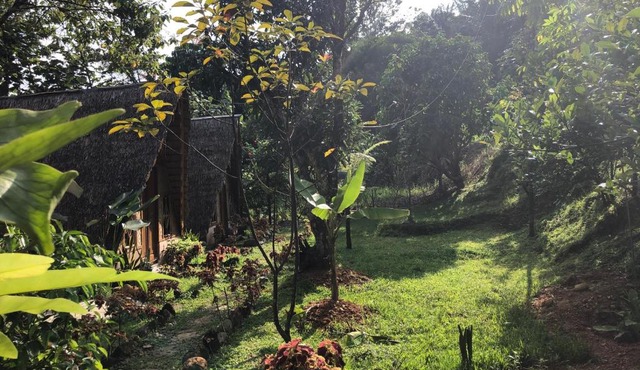Sumatra Thomas Leaf Monkey Guesthouse & Jungle Trek