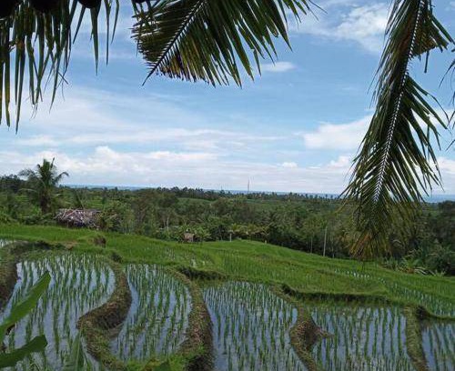 Medewi House | 50 m² House ∙ 1 bedroom ∙ 4 guests