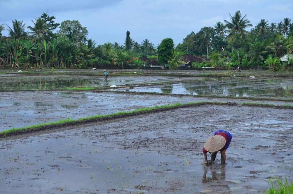 Photo of Others in Tabanan