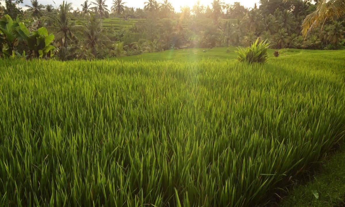 Photo of Outdoor in Ubud