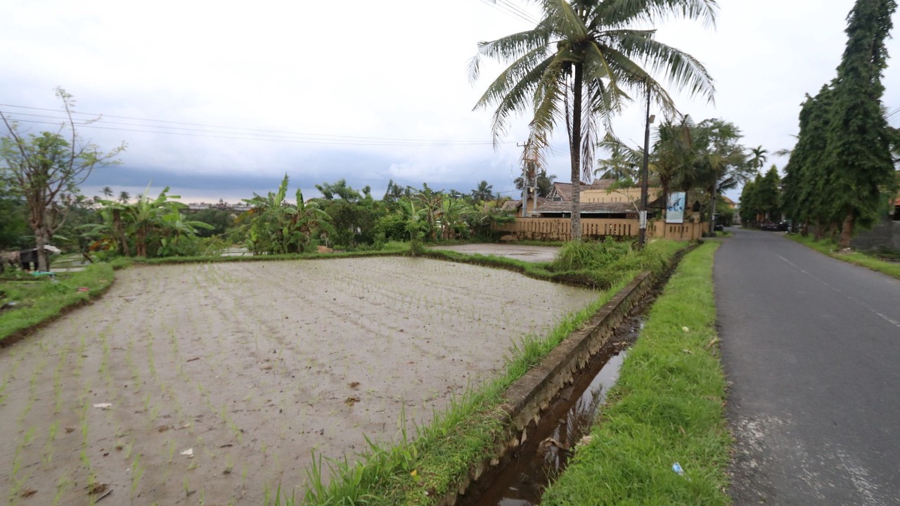 Photo of Others in Ubud