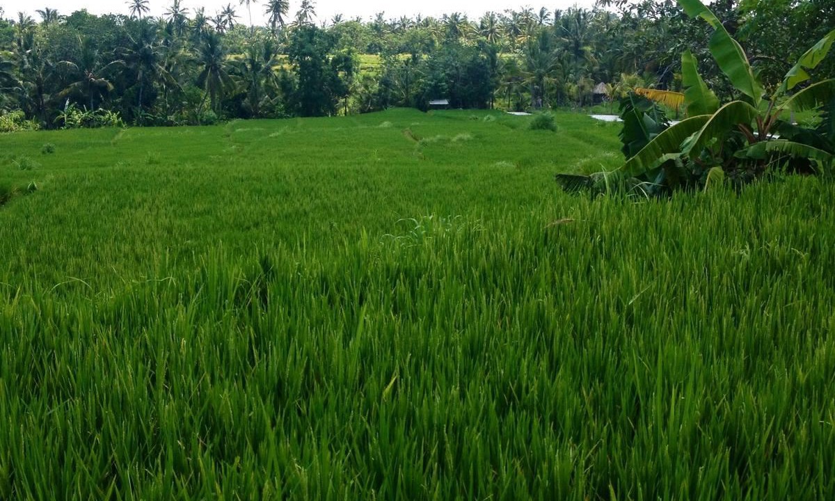 Photo of Others in Ubud