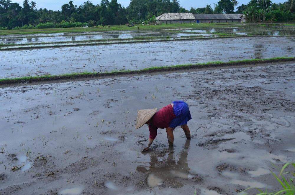 Photo of Outdoor in Tabanan