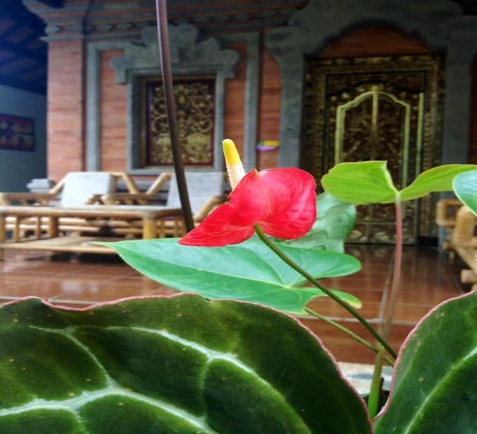 Photo of Others in Ubud