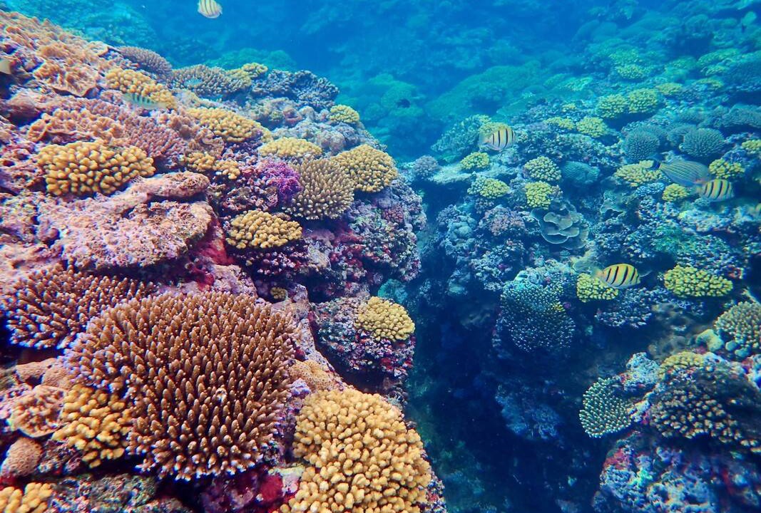 Photo of Others in Savusavu