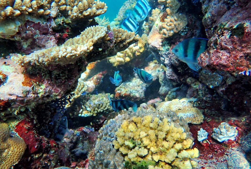 Photo of Others in Savusavu