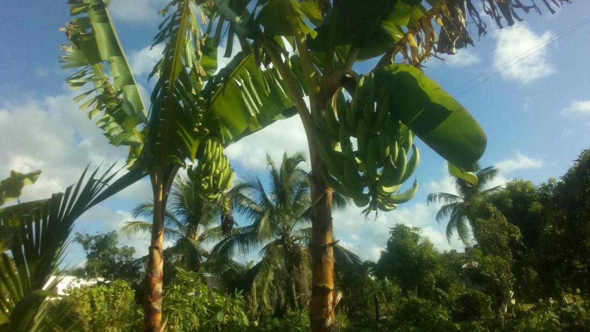 Photo of Others in Higuey