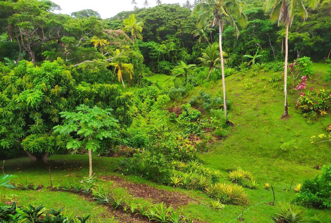 Photo of Others in Savusavu