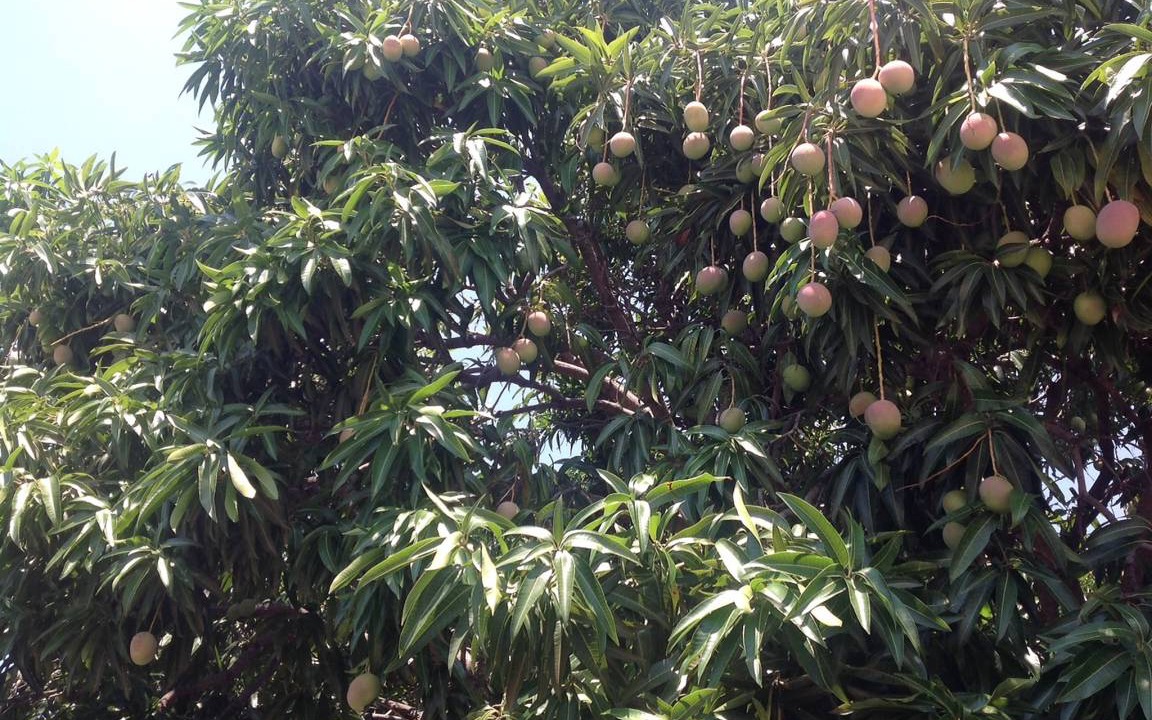 Photo of Outdoor in Bocacanasta