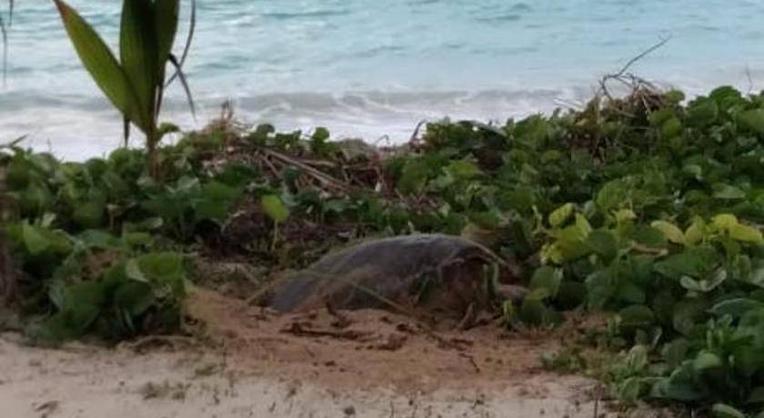 Photo of Others in Anse Royale