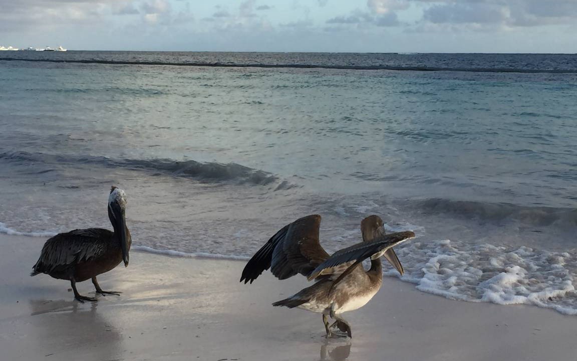 Photo of Others in Bavaro