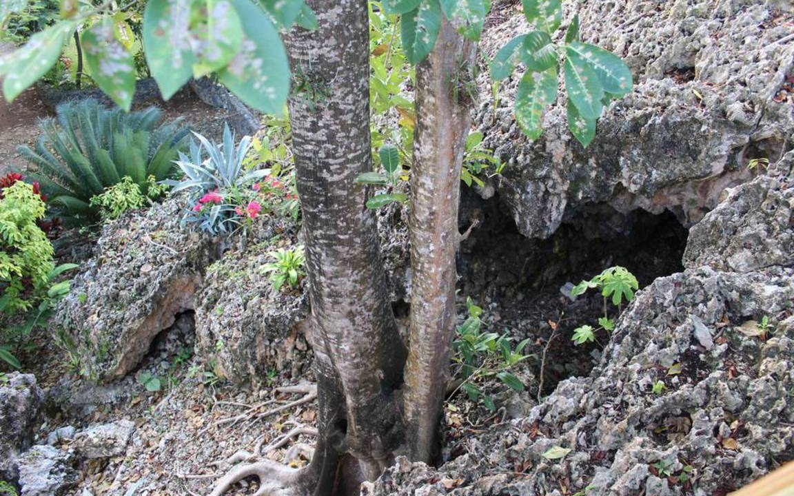 Photo of Others in Las Galeras