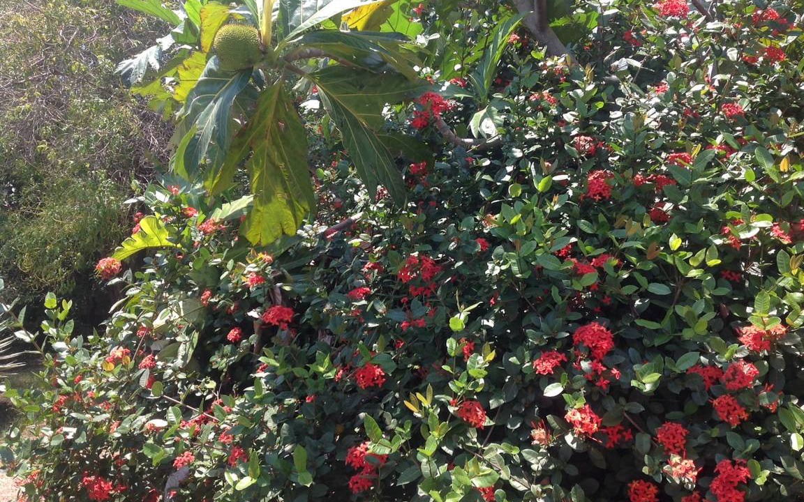 Photo of Outdoor in Bocacanasta