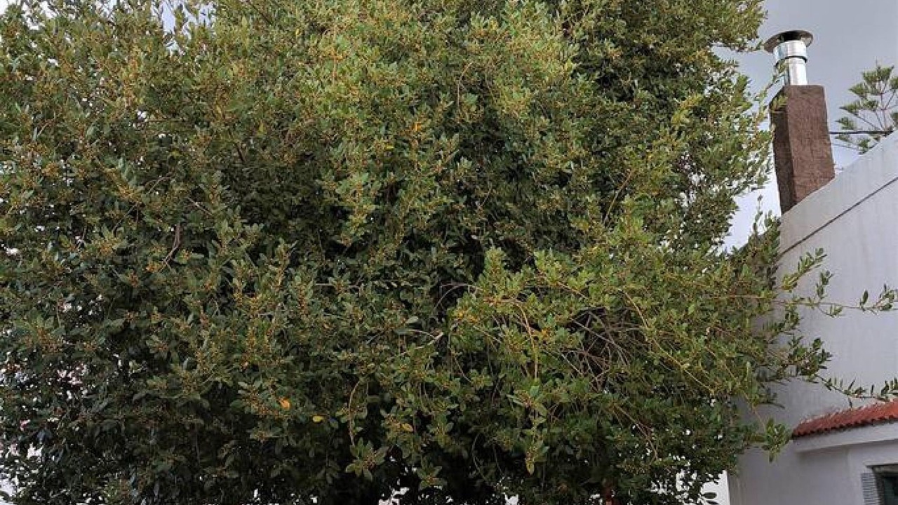 Photo of Others in Asklipiio