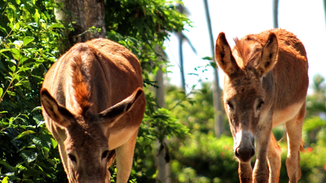 Photo of Outdoor in Las Galeras