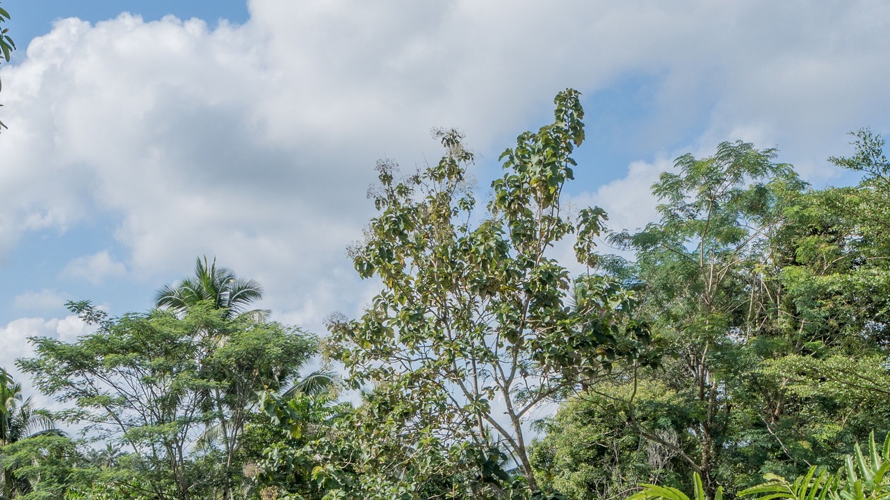 Photo of Outdoor in East Selemadeg