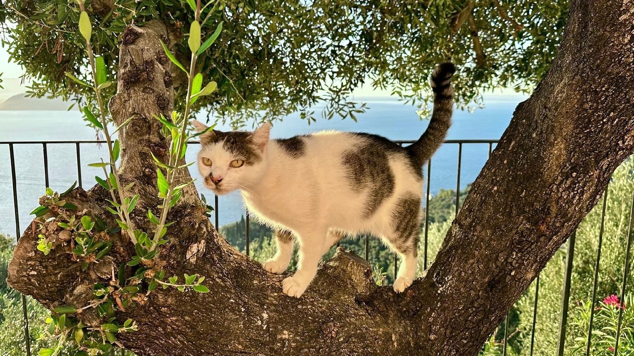 Photo of Outdoor in Petaleia