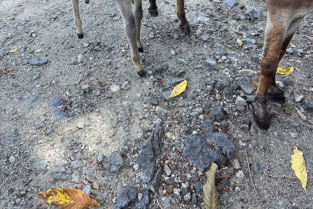 Photo of Others in Puerto Plata