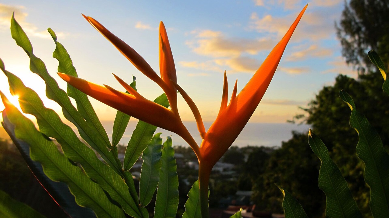 Photo of Outdoor in Arue