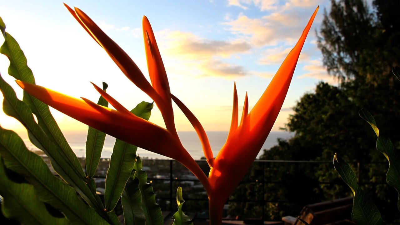 Photo of Outdoor in Arue