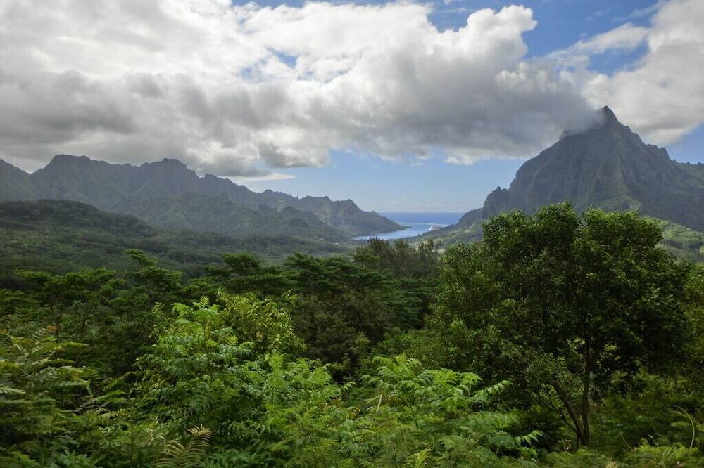 Photo of Others in Pihaena