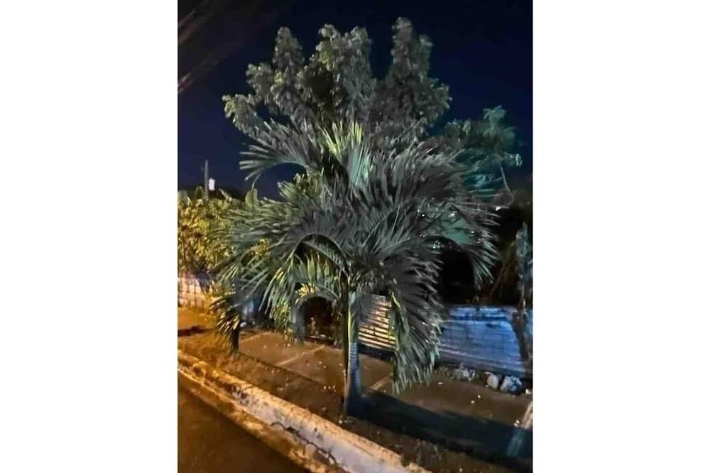 Photo of Outdoor in Reparto Yuna