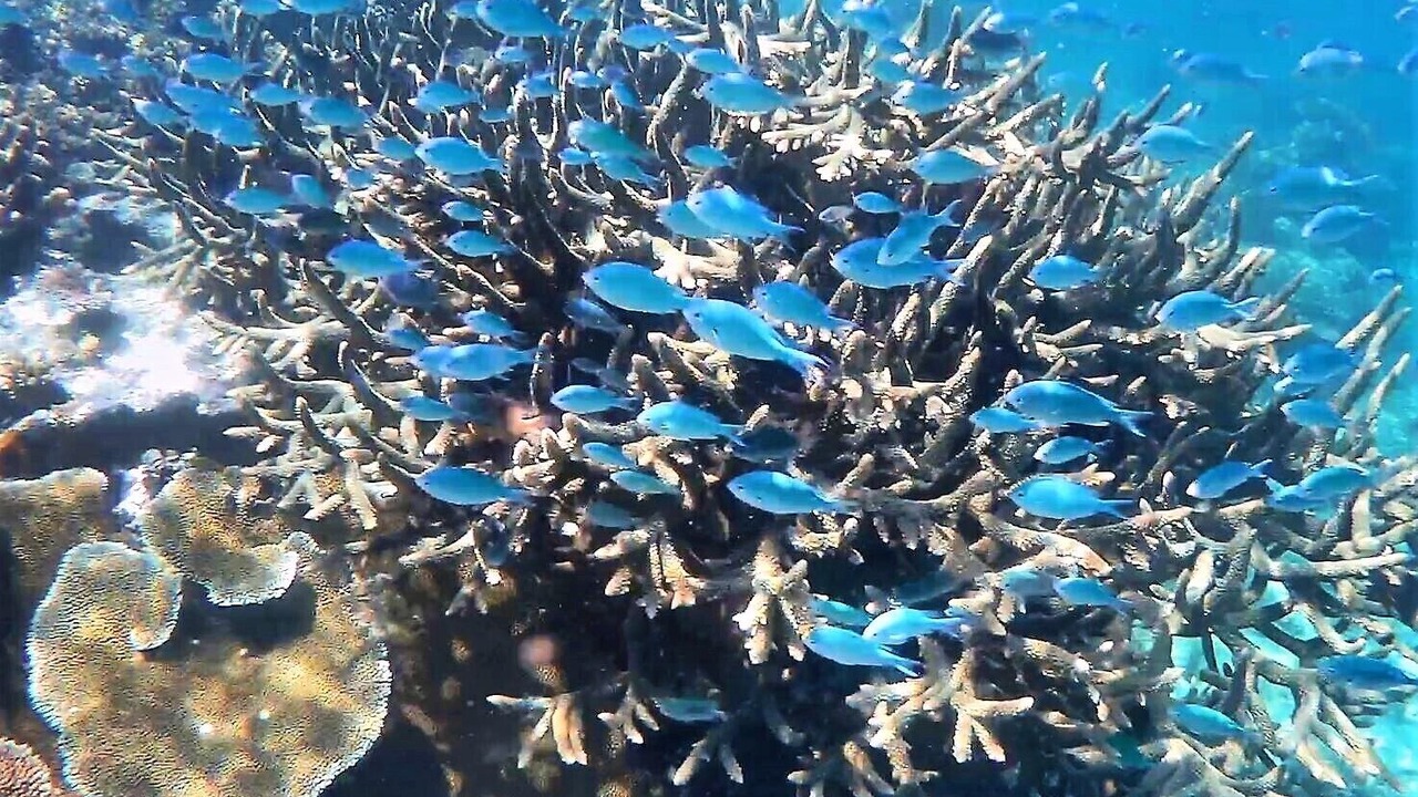 Photo of Others in Savusavu