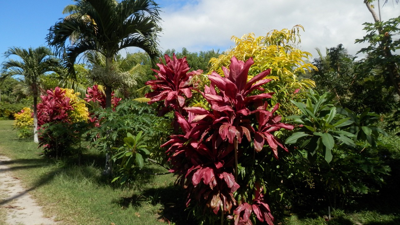 Photo of Outdoor in Savusavu