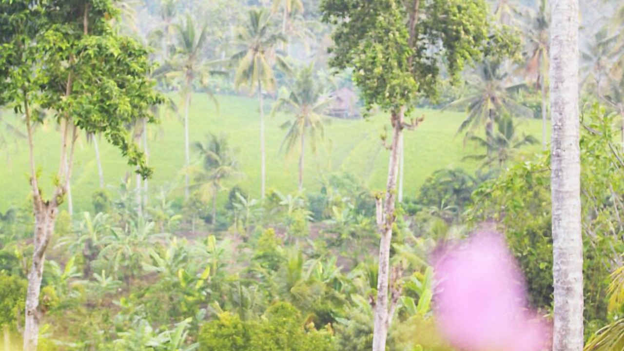 Photo of Outdoor in Munduk