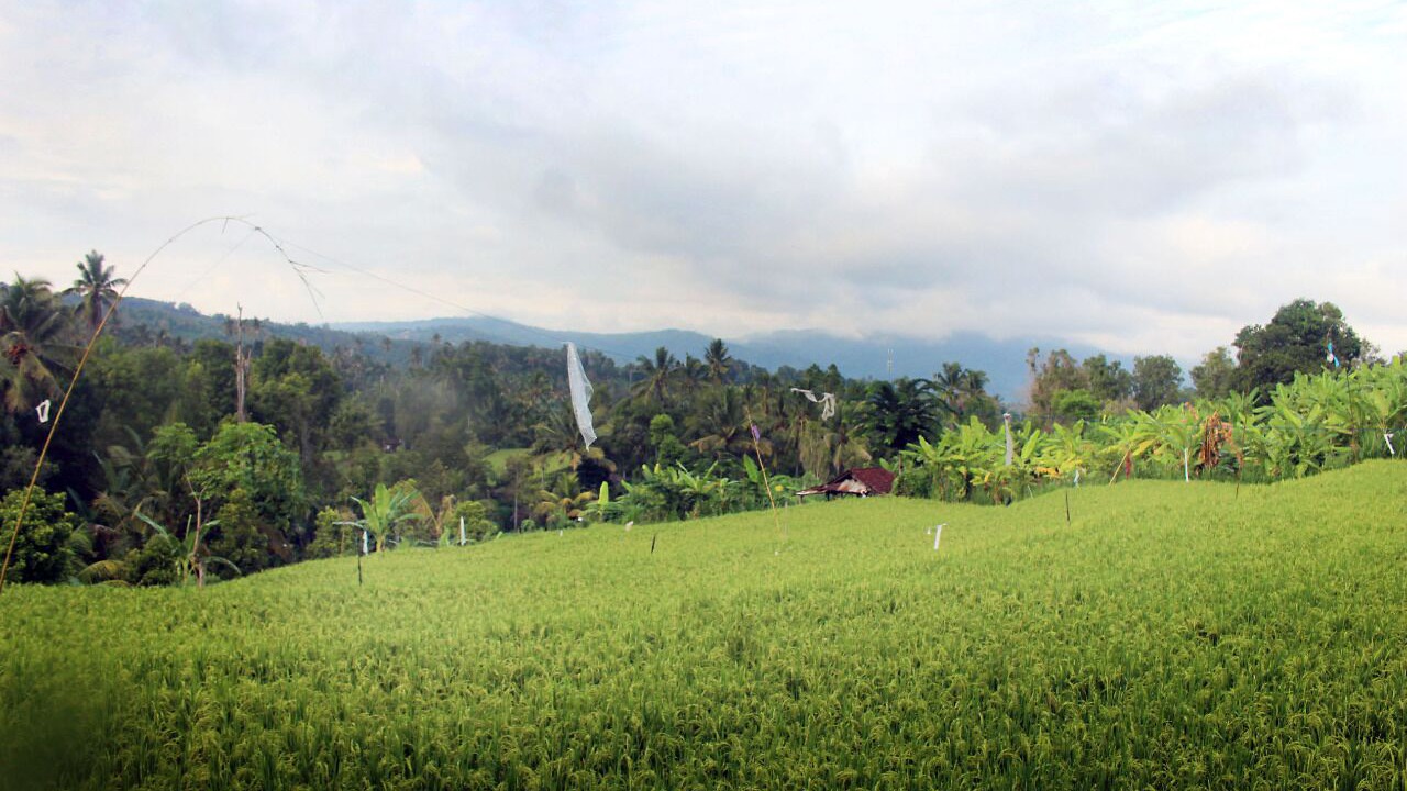 Photo of Others in Munduk